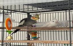Cockatiels birds for sale: Pair of Beautiful Cockatiels for Sale - Image 1