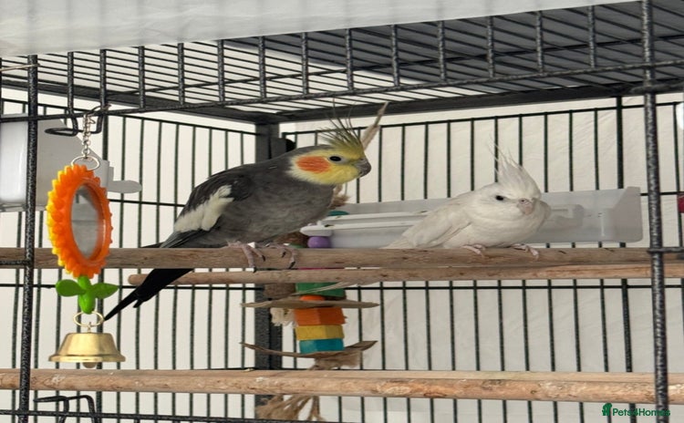 Cockatiels birds - Advert 1