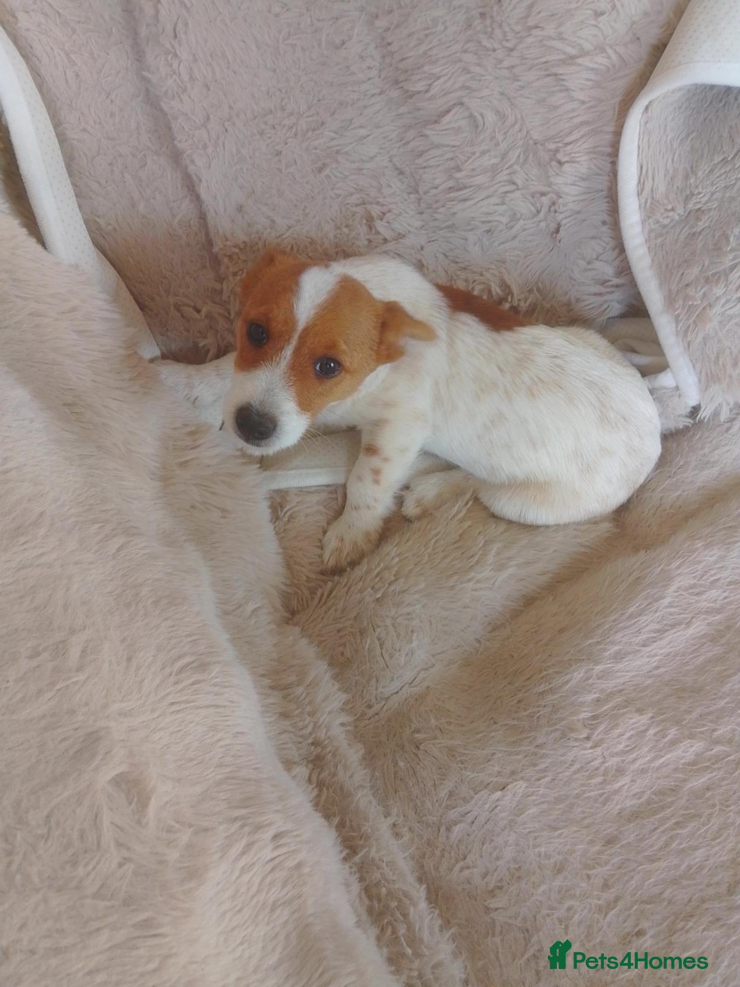 Jack Russell dogs Farmer pet jack Russell  - Advert 2