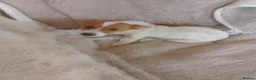 Jack Russell dogs for sale: Farmer pet jack Russell  - Advert 2