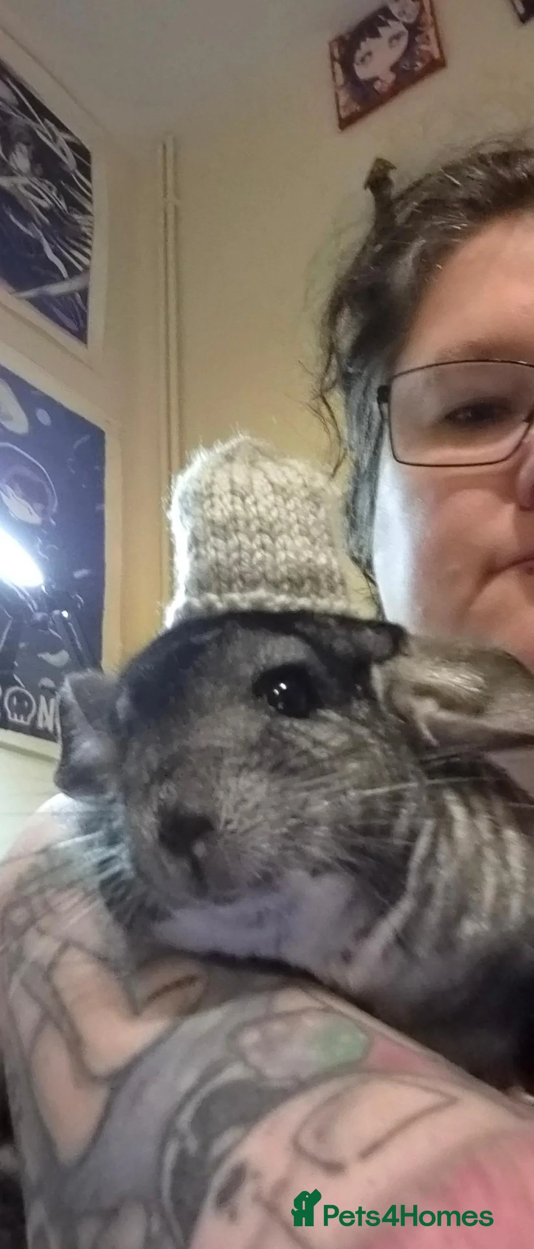 Ferret rodents for sale: 2 gorgeous female chinchillas plus cage - Advert 2