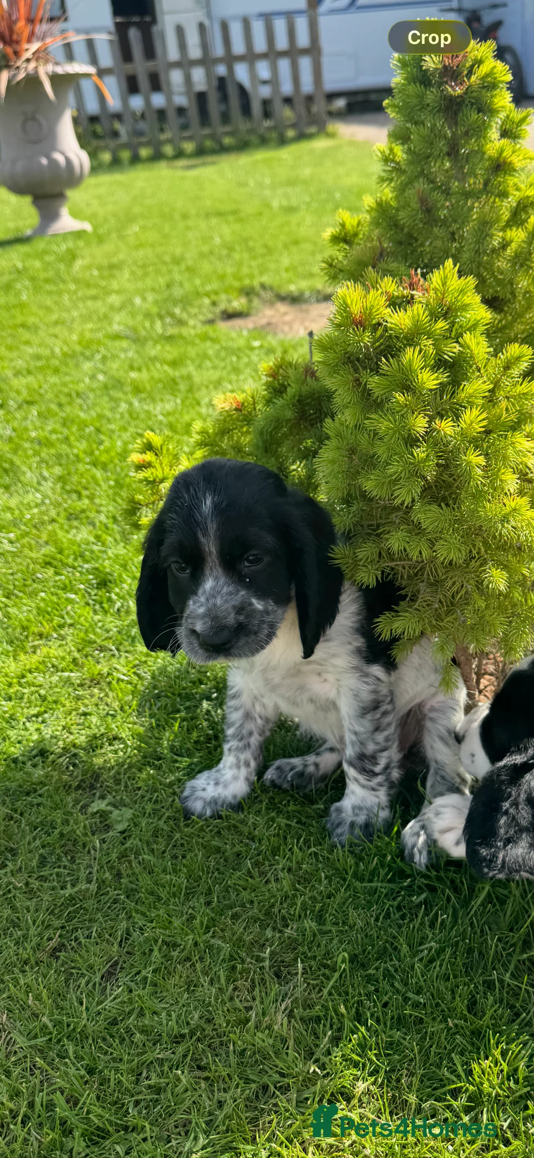 Cocker Spaniel dogs for sale: Show type cocker spaniels  - Advert 2