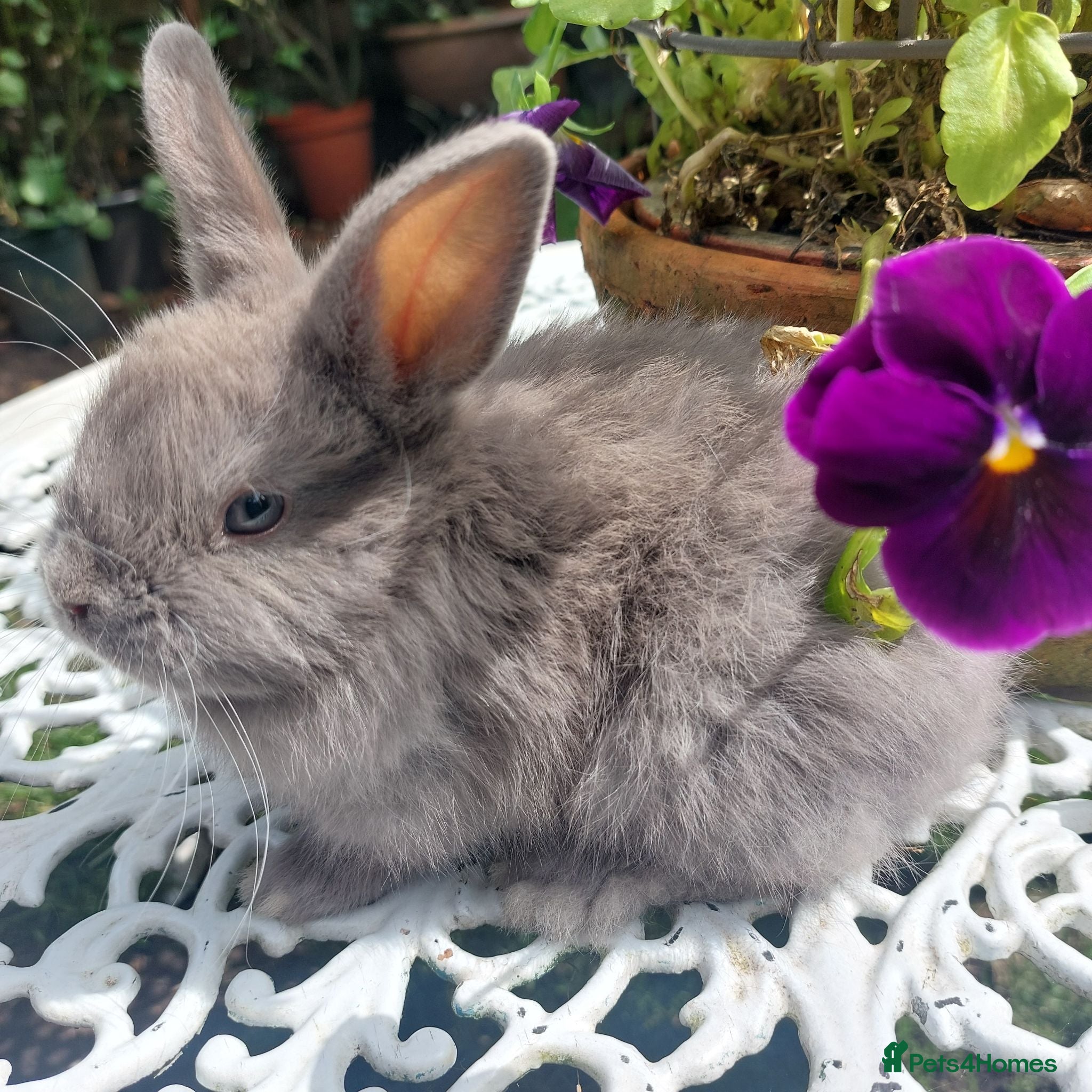 Netherland Dwarf rabbits NEATHERLAND DWARF x BABIES  - Advert 2
