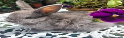 Netherland Dwarf rabbits for sale: NEATHERLAND DWARF x BABIES  - Advert 21