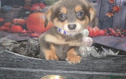 Mixed Breed dogs for sale: Pomweenies 💕💕 - Image 21