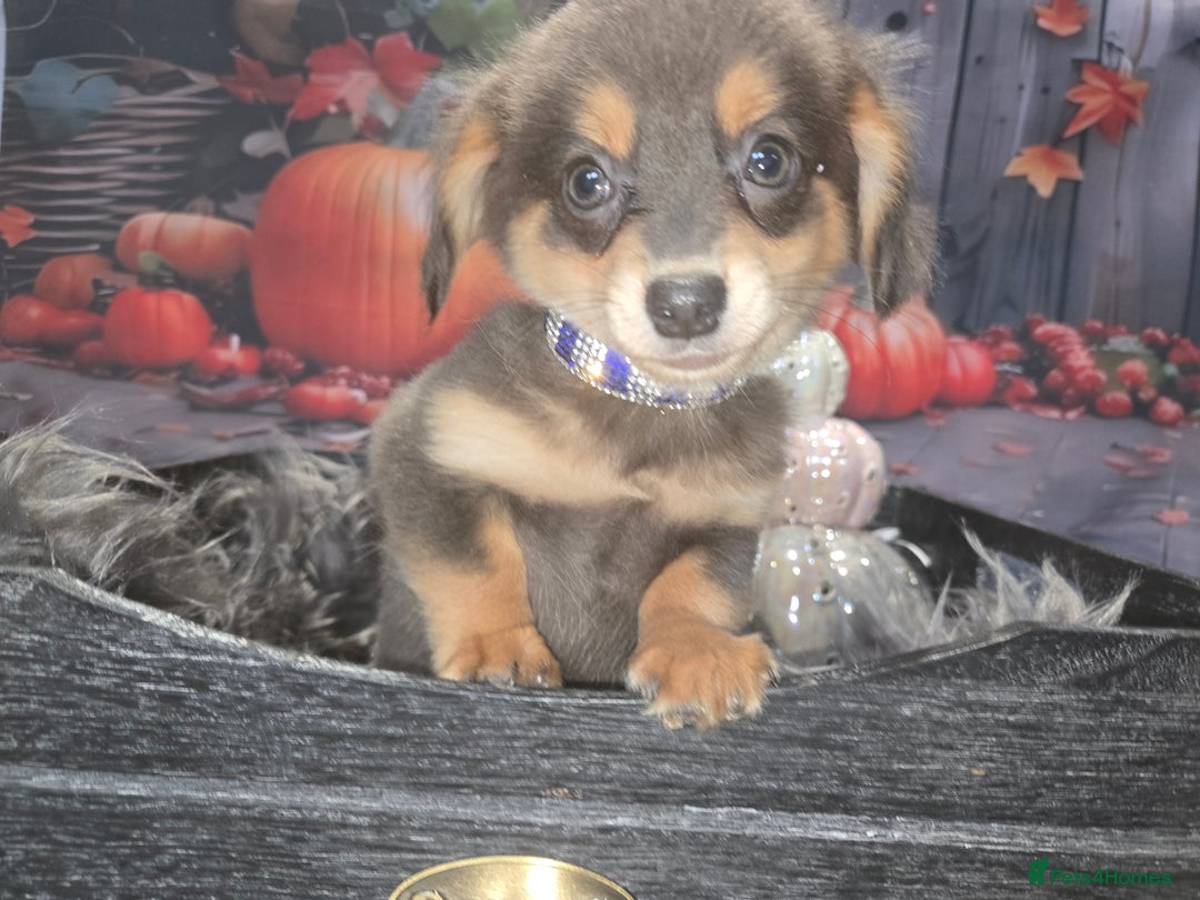 Mixed Breed dogs for sale: Pomweenies 💕💕 - Image 21