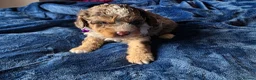 Cockapoo dogs for sale: ❤️ cockapoo puppies 8 WEEKS OLD & READY NOW 🐶 - Advert 9