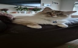 Ragdoll cats for sale: Zeus the Ragdoll - Image 5