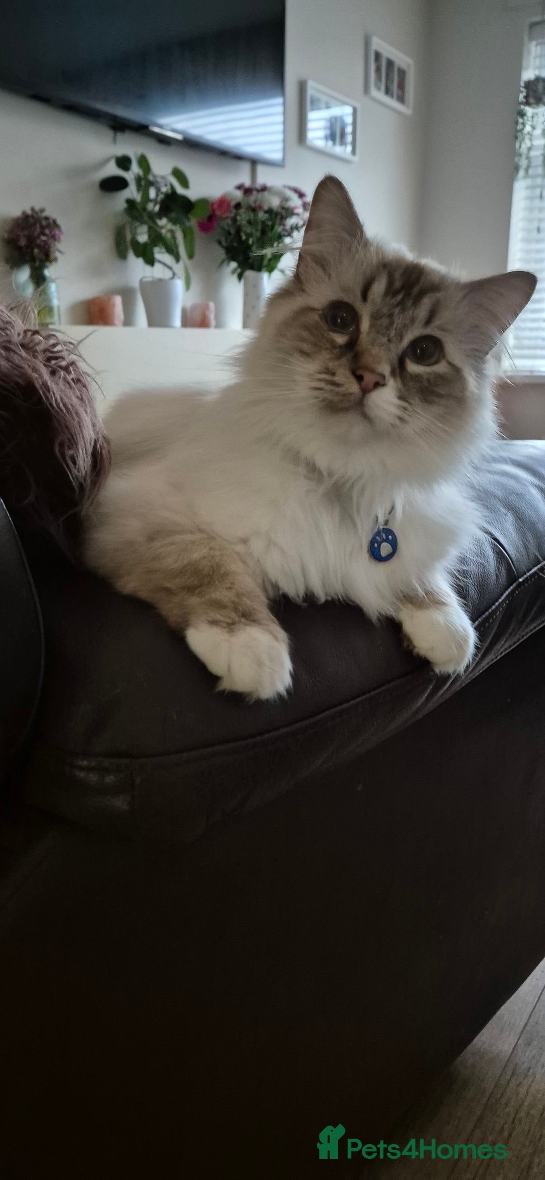 Ragdoll cats for sale: Zeus the Ragdoll - Image 5