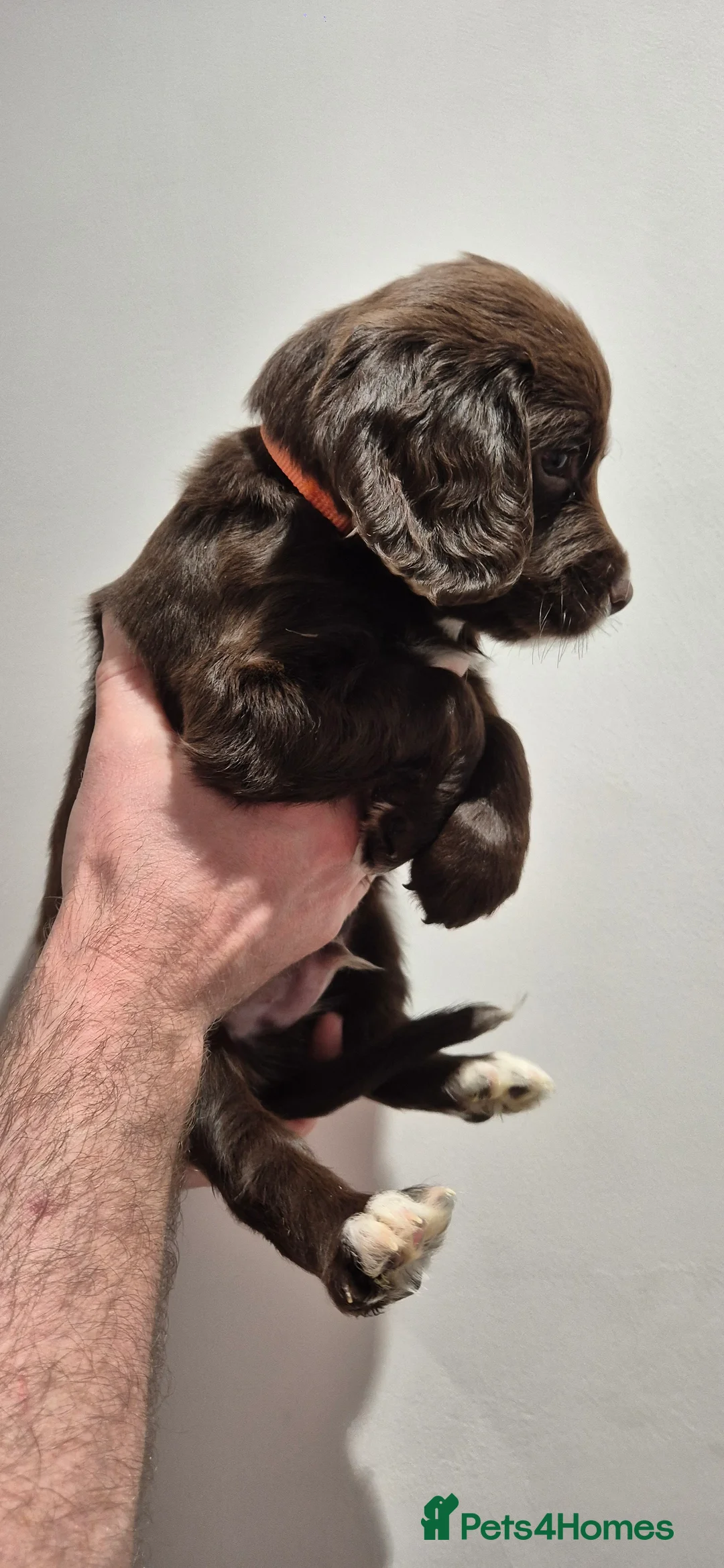 Sprocker dogs for sale: Sprocker Puppies  - Advert 7