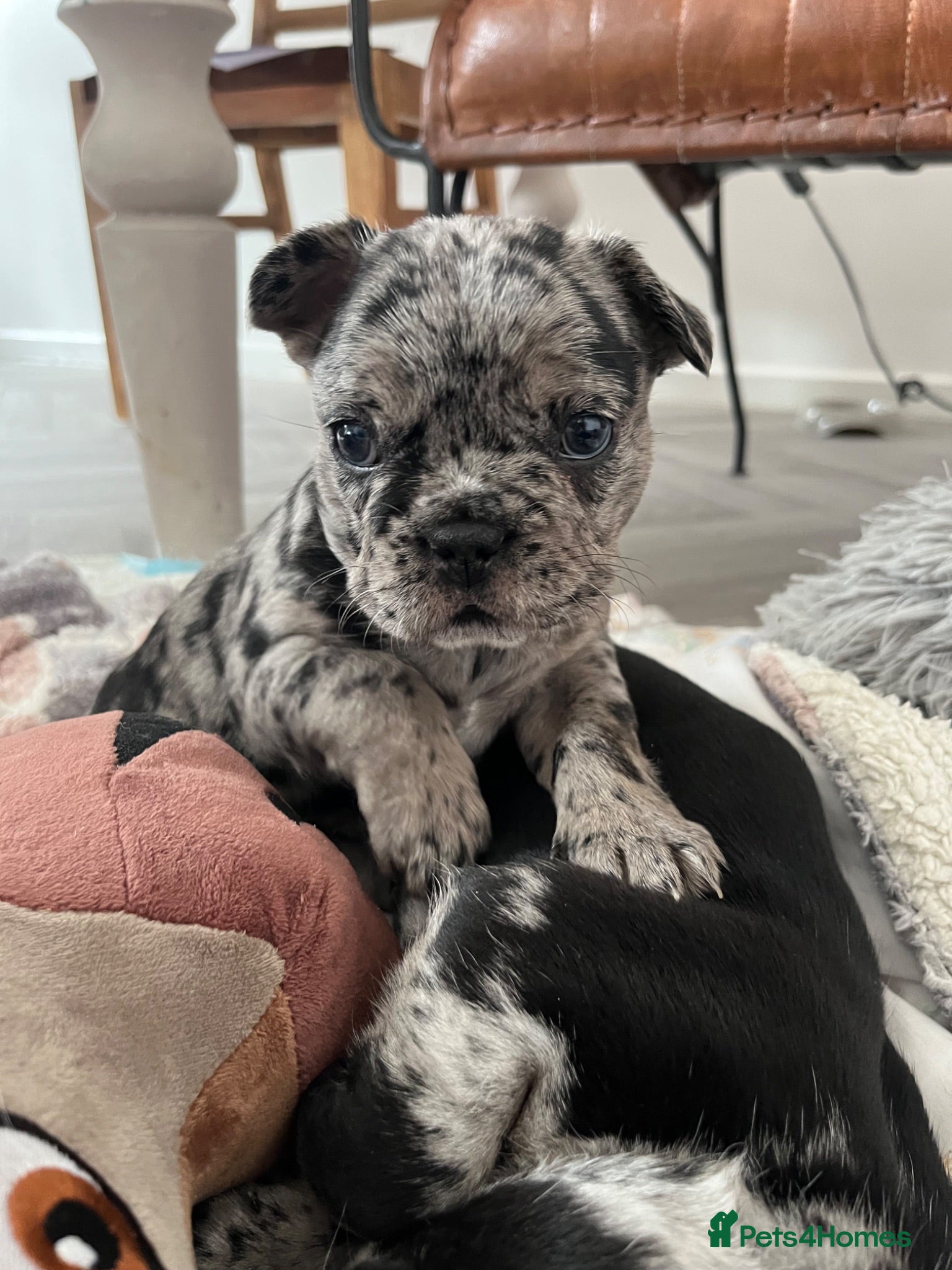 French Bulldog dogs Beautiful Merle French bulldog puppies - Advert 2