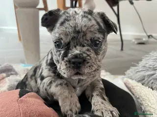 French Bulldog dogs Beautiful Merle French bulldog puppies - Advert 2