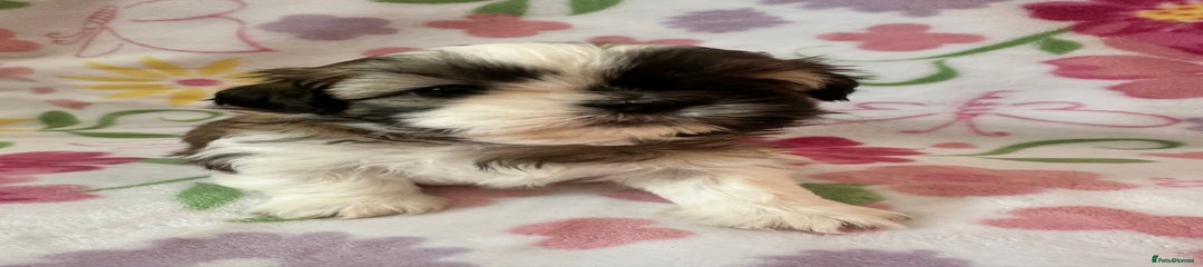 Shih Tzu Puppy 1