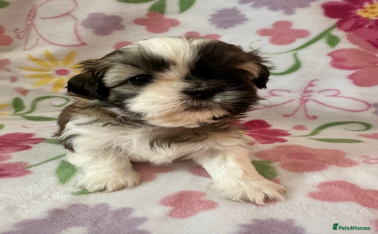 Shih Tzu dogs - Advert 3