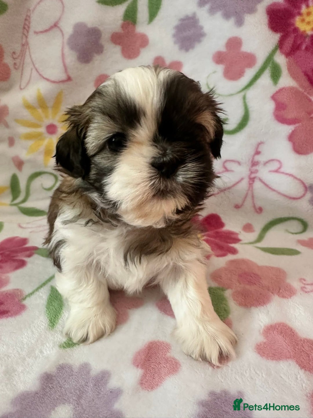 Shih Tzu dogs for sale: Shih Tzu Girls For Sale - Image 1