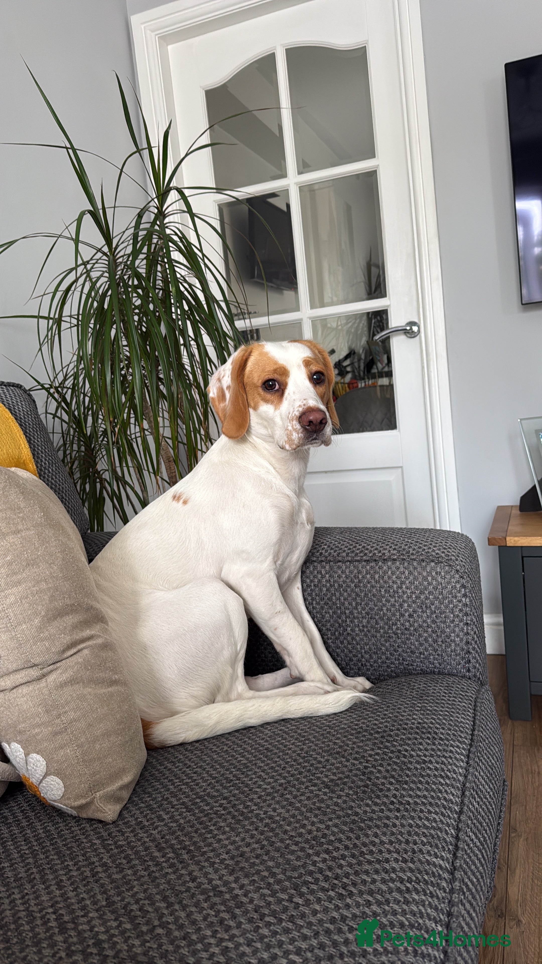 Bocker dogs Girl Bocker   - Advert 1