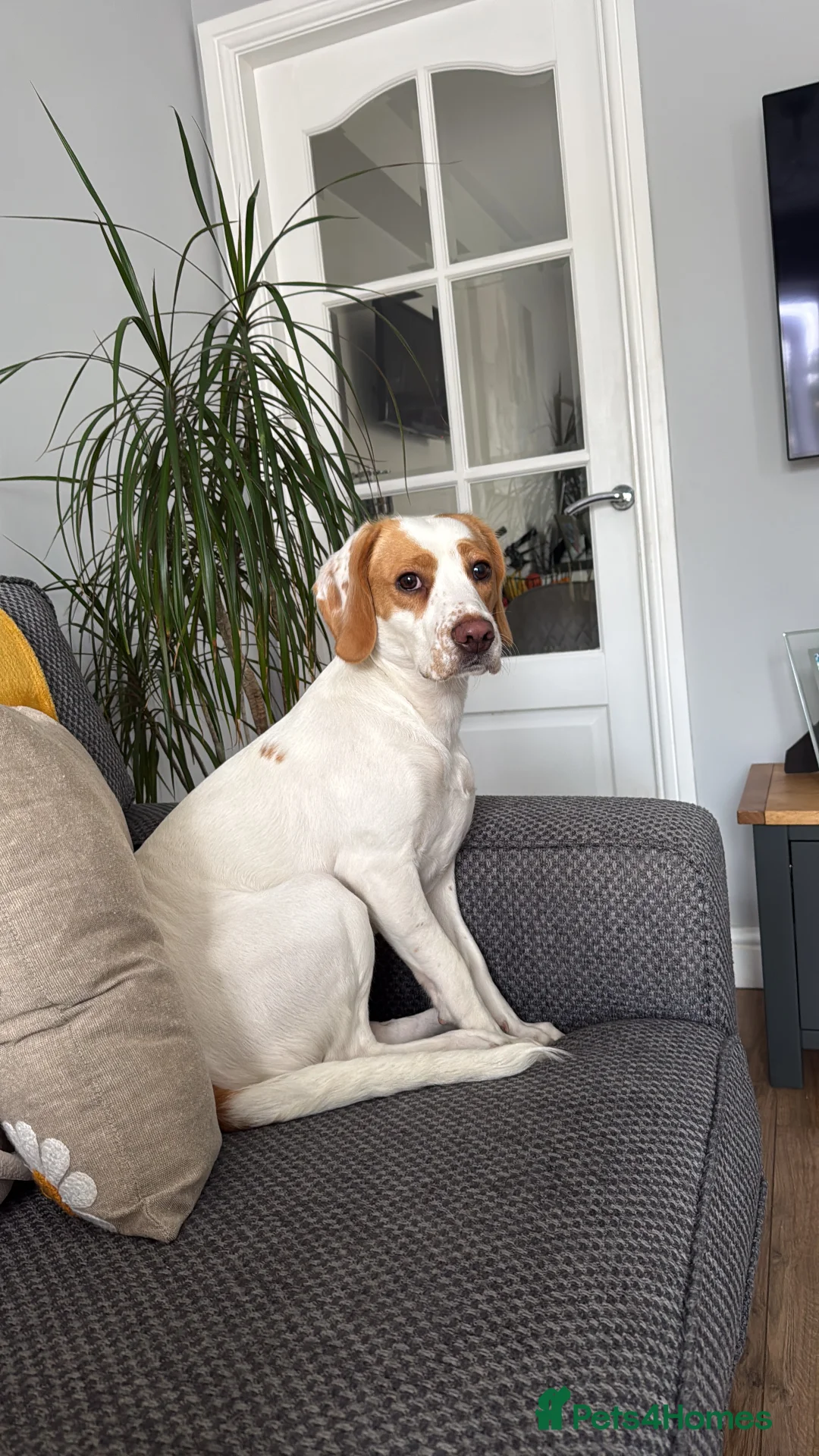 Bocker dogs for sale: Girl Bocker   - Advert 1