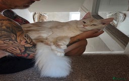 Maine Coon cats for sale: Stunning quality tica registered Mainecoon  - Image 24