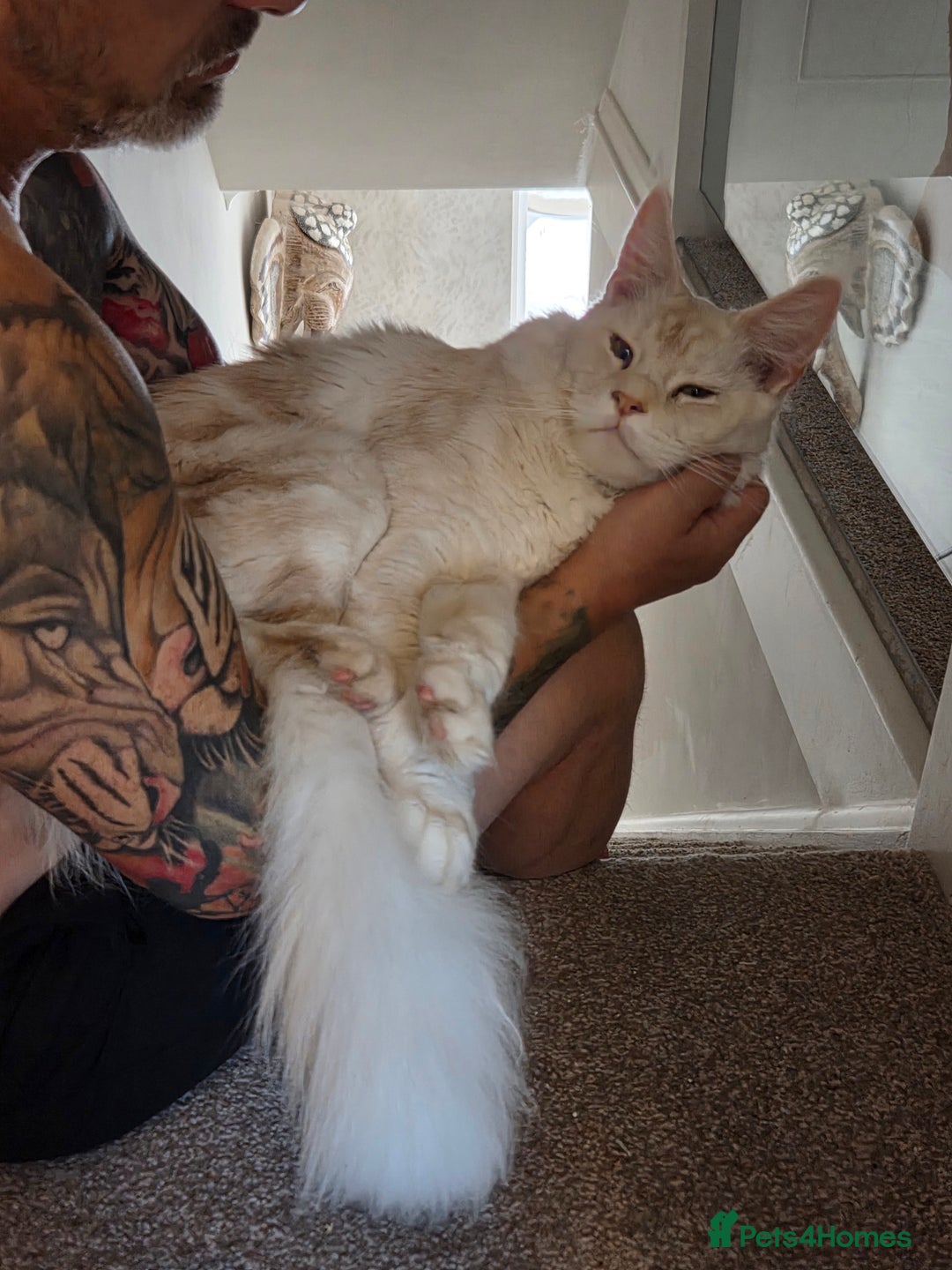 Maine Coon cats for sale: Stunning quality tica registered Mainecoon  - Image 24