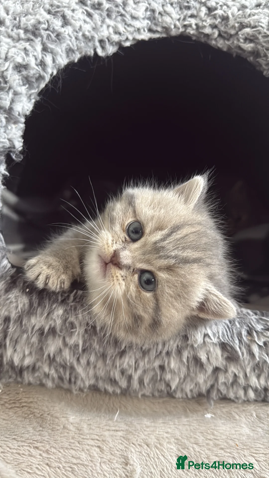 British Shorthair cats for sale: Ready to go British Shorthair Kittens - Advert 2