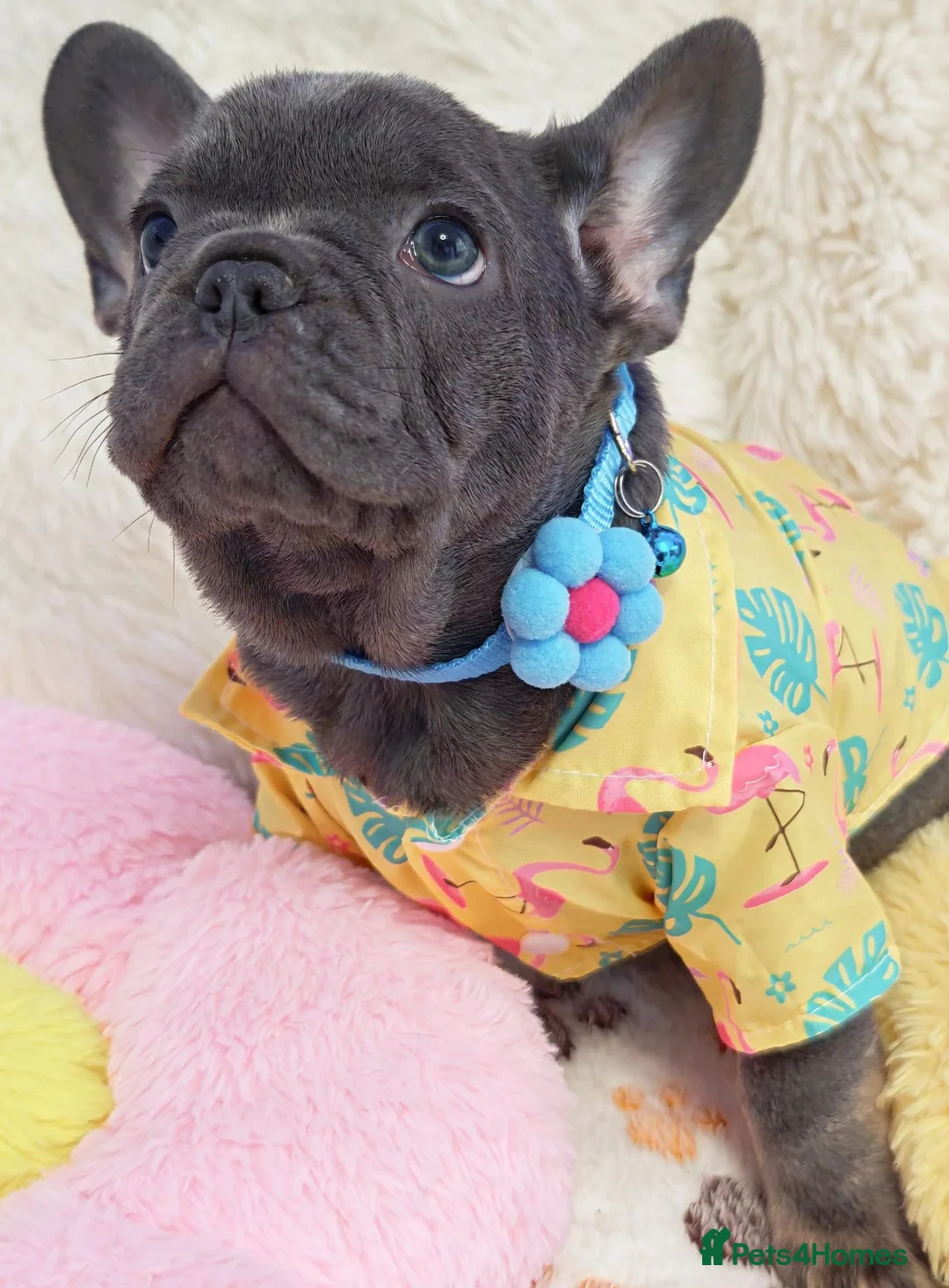 French Bulldog dogs for sale: Beautiful french bulldog  in Derby - Advert 1