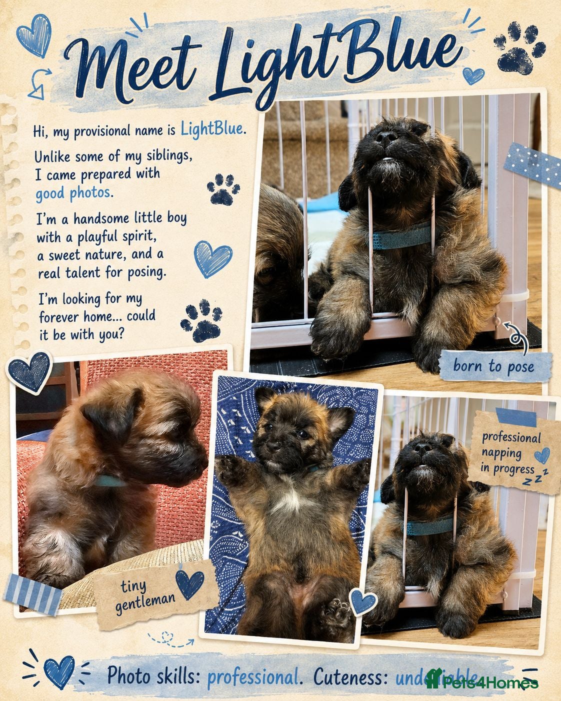 Mixed Breed dogs Three puppies available-LOVING HOMES ONLY - Advert 1