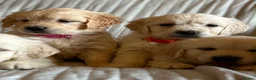 Golden Retriever dogs for sale: Wonderful litter health tested parents  - Advert 10