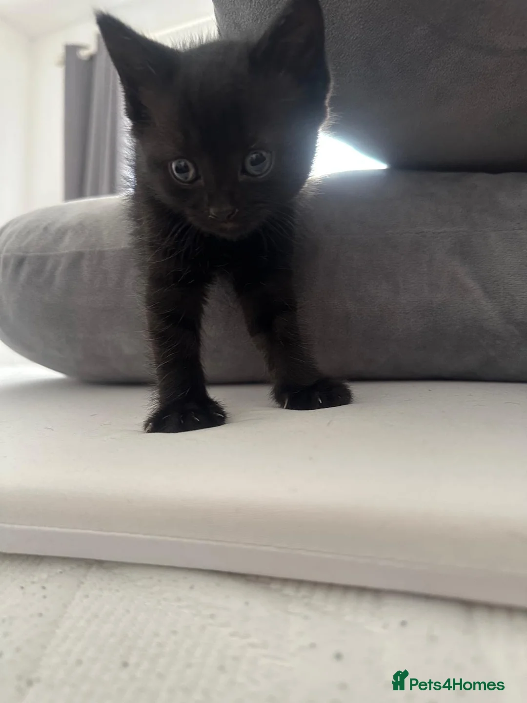 Mixed Breed cats for sale: Kittens 1 grey boy 2 red girls in Doncaster - Advert 2