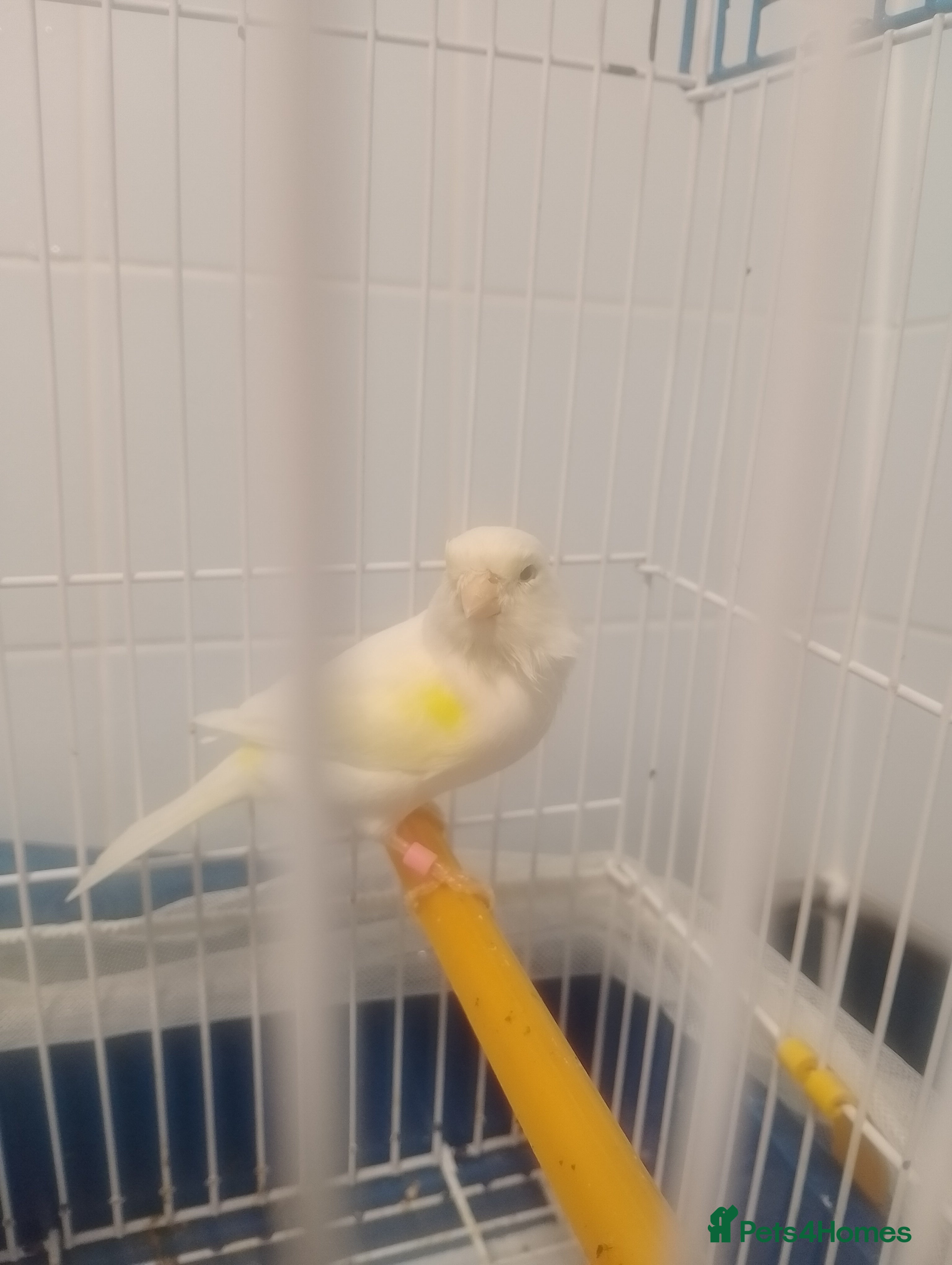 Canaries birds Canaries for sale  - Advert 1