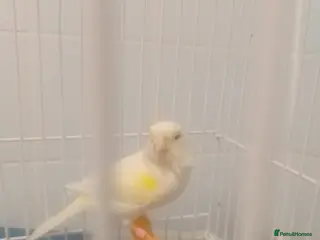 Canaries birds Canaries for sale - Advert 14