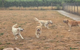 Golden Retriever dogs for sale: 🐾 Golden Retriever Puppies – Ready in December 🐾 - Image 11