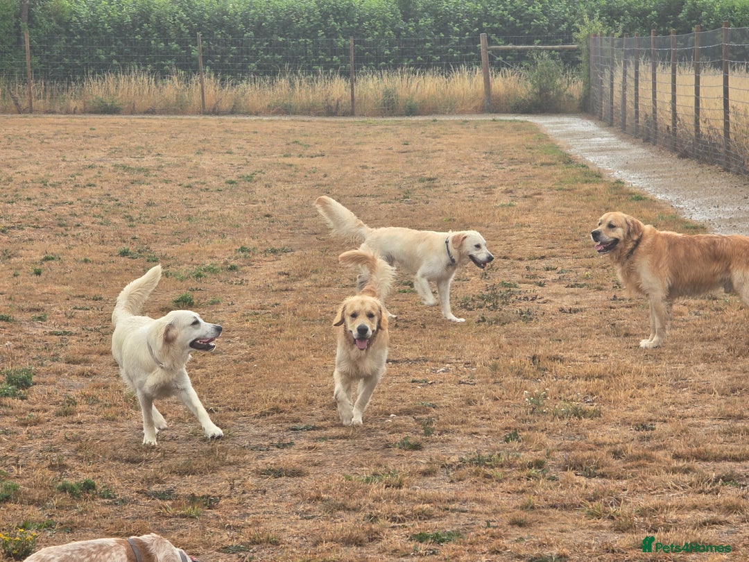 Golden Retriever dogs for sale: 🐾 Golden Retriever Puppies – Ready in December 🐾 - Image 11
