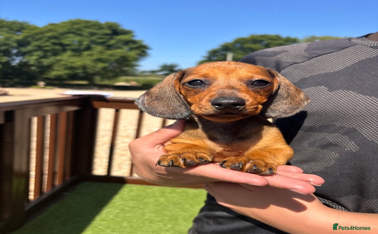 Dachshund dogs in Cullompton - Advert 4