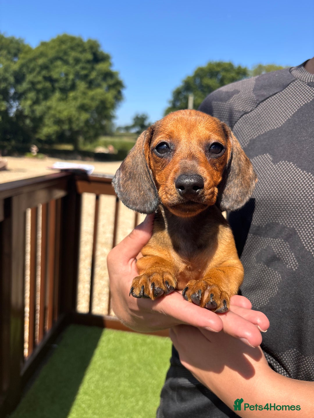 Dachshund dogs for sale: 1 gorgeous boy Available Ready to leave 🐶🏡 in Cullompton - Image 1