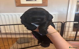 Cocker Spaniel dogs for sale: 4 cocker spaniel puppies, mum and dad family pets - Advert 10