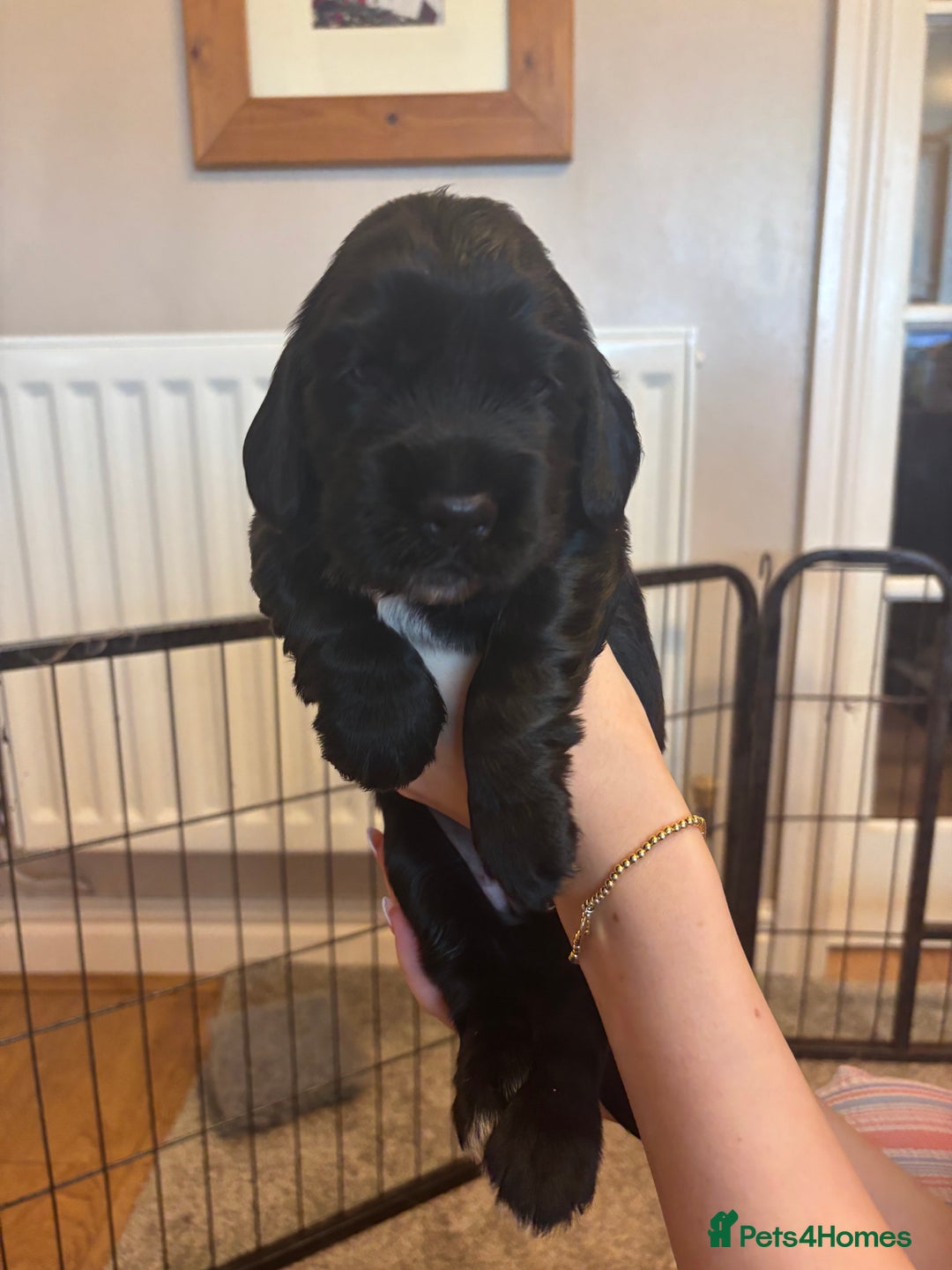 Cocker Spaniel dogs for sale: 4 cocker spaniel puppies, mum and dad family pets - Advert 10