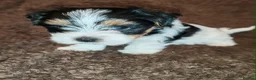 Biewer Terrier dogs for sale: Biewer Terrier Puppies - Boy Wiip & Girl Wiski  in Boston - Advert 5