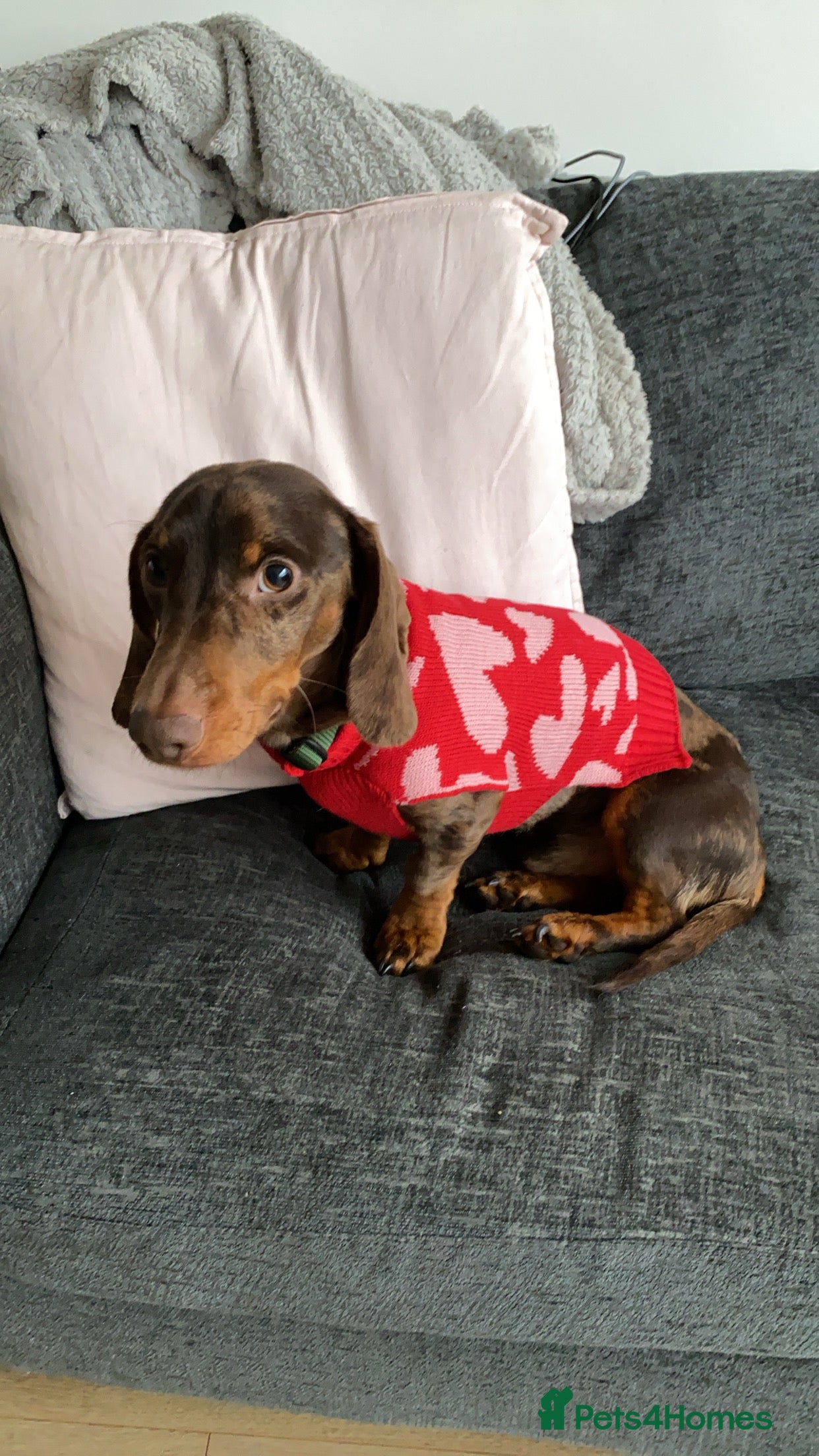 Miniature Dachshund dogs Rare dapple daschund boy in London - Advert 3