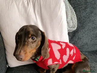 Miniature Dachshund dogs Rare dapple daschund boy in London - Advert 1