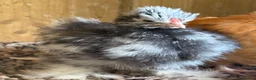 Chickens poultry for sale: Pekins , silkie and kaki campbell ducks - Advert 4