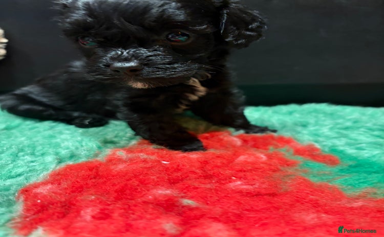 Cavapoo dogs - Advert 1