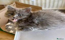Mixed Breed cats for sale: Delightful Rag-doll Mixed Breed Kittens READY NOW! - Image 22