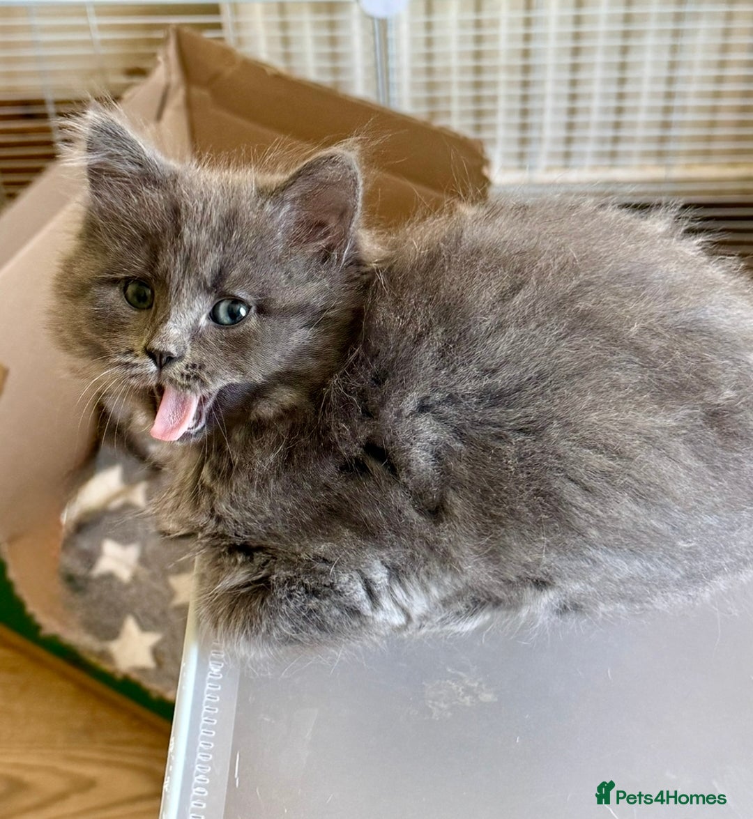 Mixed Breed cats for sale: Delightful Rag-doll Mixed Breed Kittens READY NOW! - Image 22