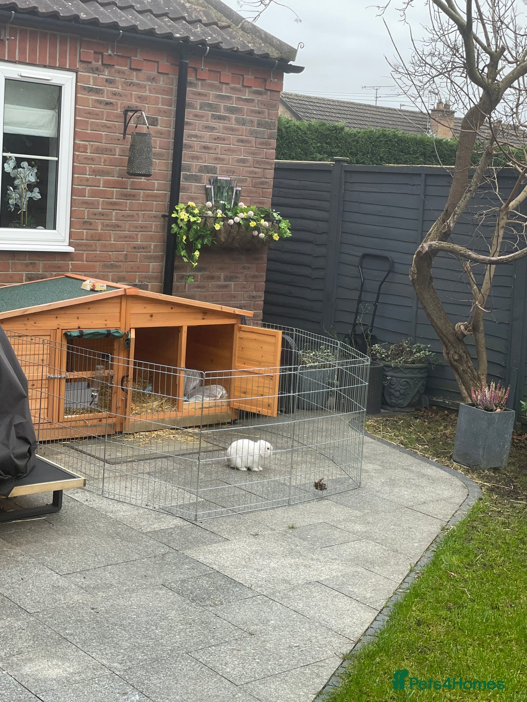 Mini Lop rabbits for sale: Mini lop male - Advert 8