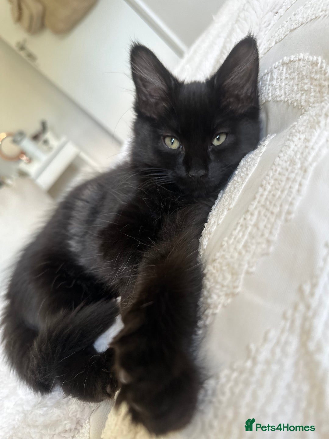 Turkish Angora cats for sale: 2 Beautiful Turkish Angora X Persian Kittens - Image 9