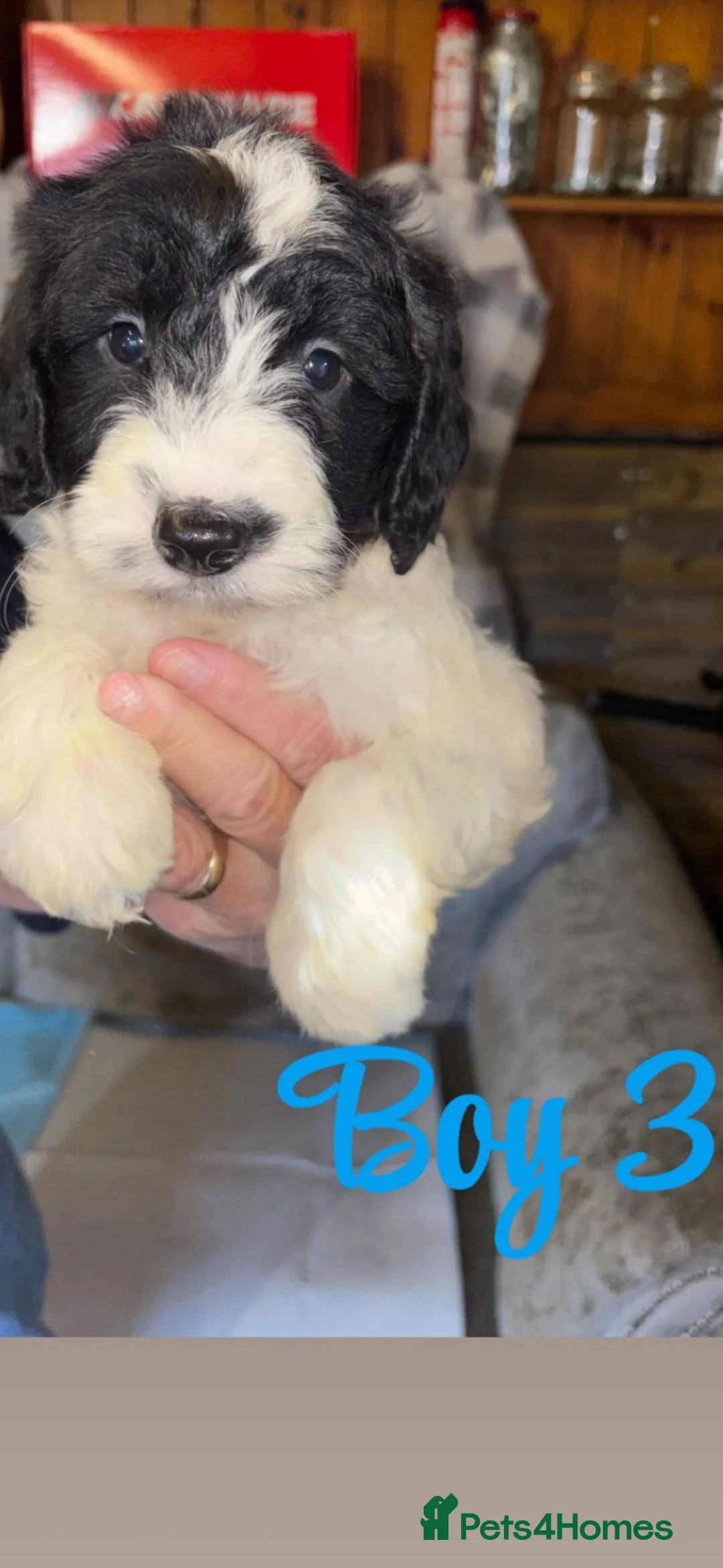 Cockapoo dogs for sale: Cockapoo pups  - Advert 6