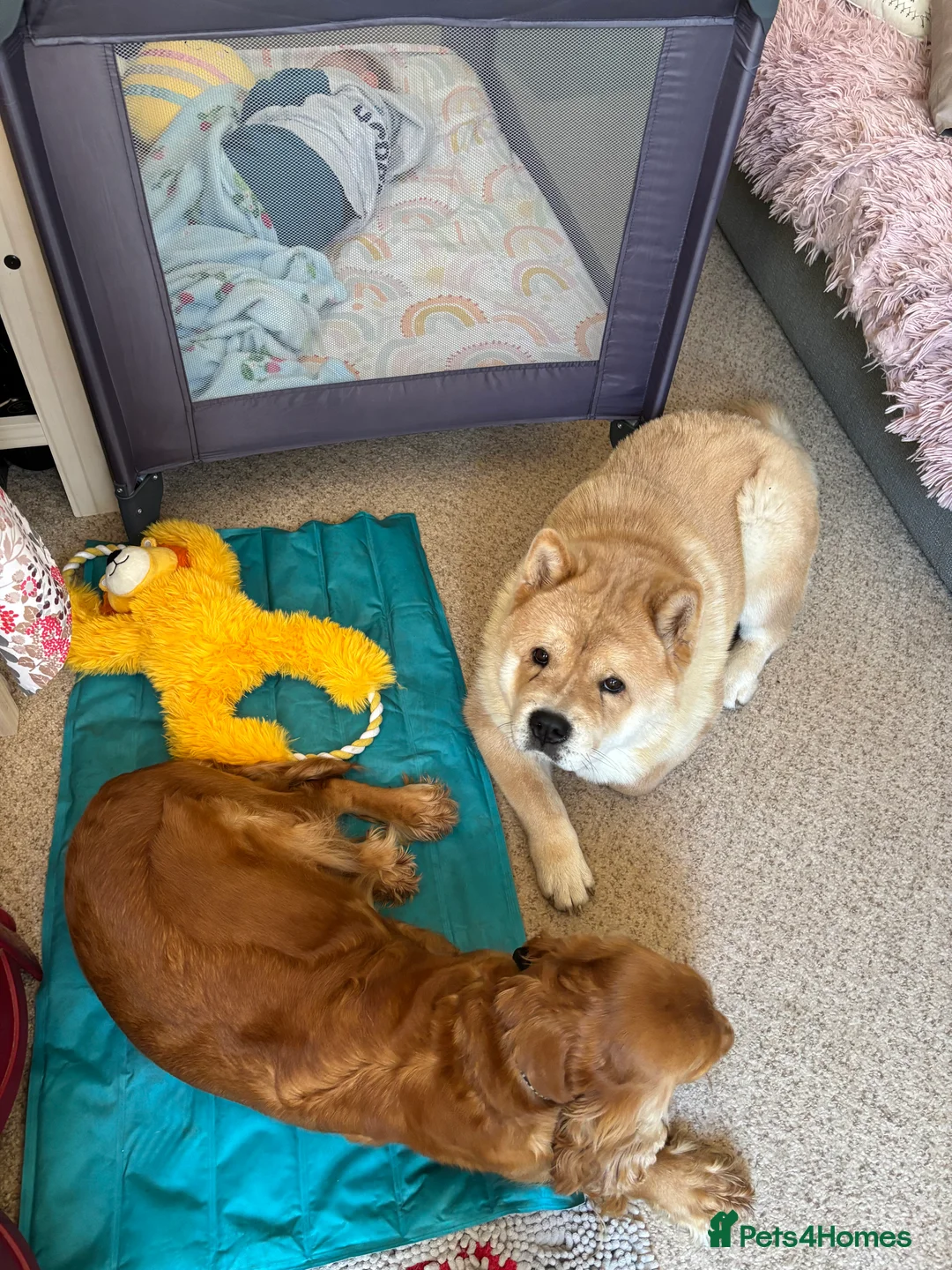 Mixed Breed dogs for sale: Cocker Spaniel cross Chow Chow puppies - Advert 11