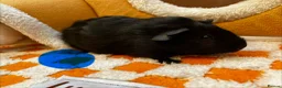 Guinea Pig rodents for sale: Baby Male & Female Guinea Pigs - Advert 2
