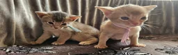 Abyssinian cats for sale: Beautiful Abyssinian Kittens  - Advert 2
