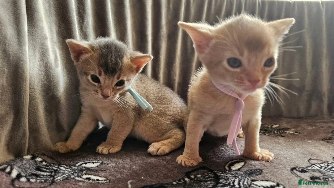 Abyssinian cats for sale: Beautiful Abyssinian Kittens  - Advert 2
